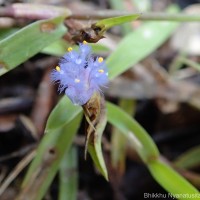 Cyanotis thwaitesii Hassk.